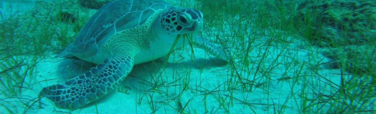 Дайвинг-центр Ocean View Diving — дайвинг и морские круизы с погружением в Айя-Напе
