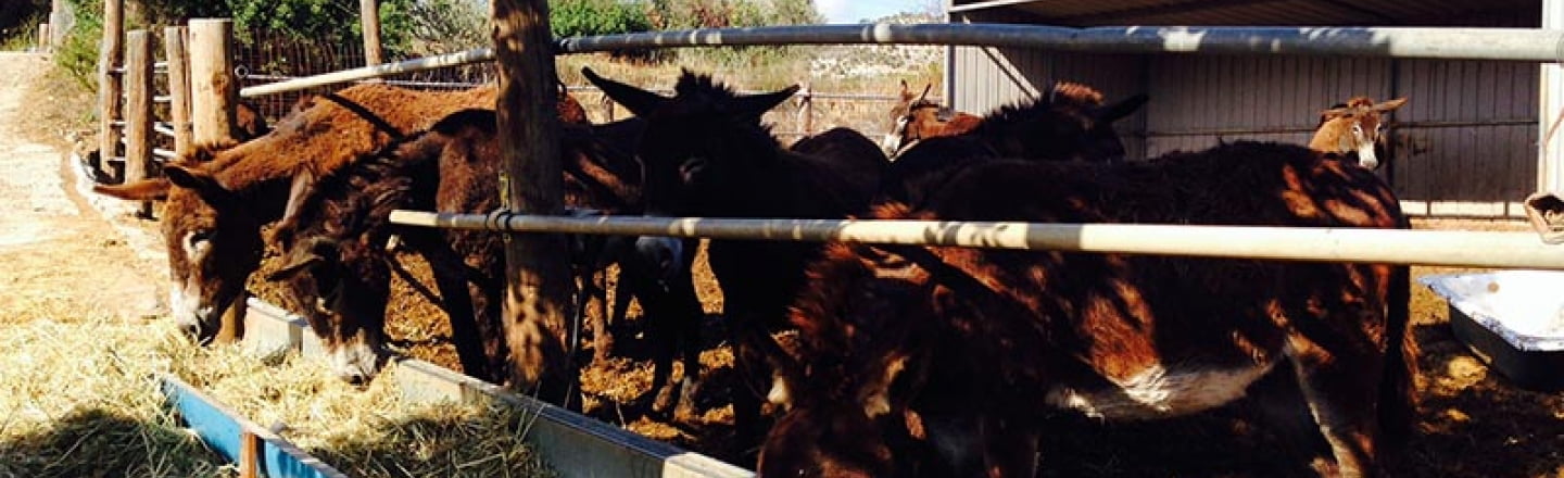 Dipotamos Donkey Farm, ослиная ферма «Дипотамос» в Ларнаке