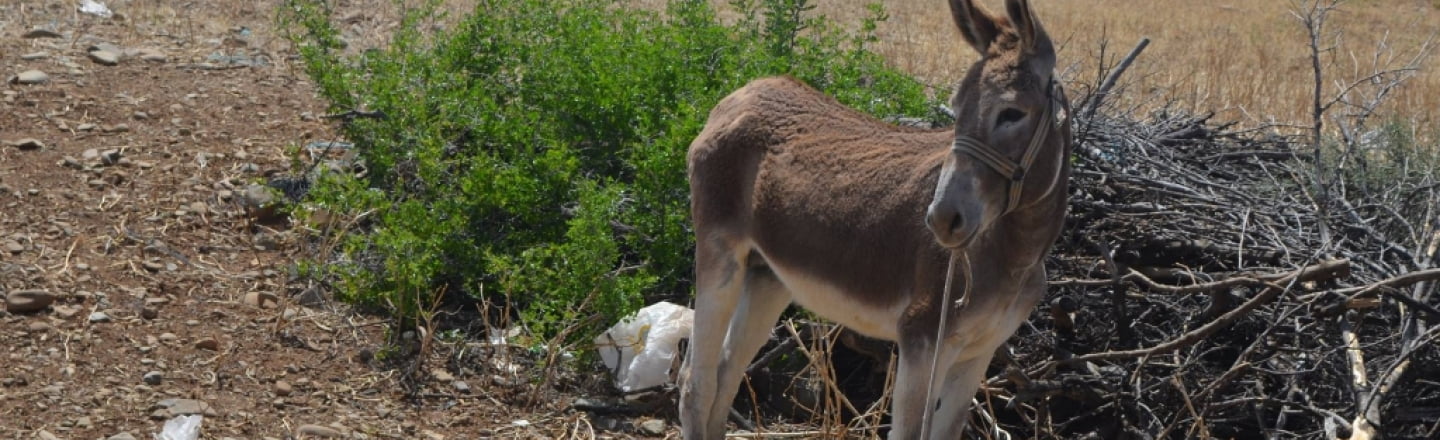 Ослиный приют, Donkey Sanktuary, Воуни, Лимассол