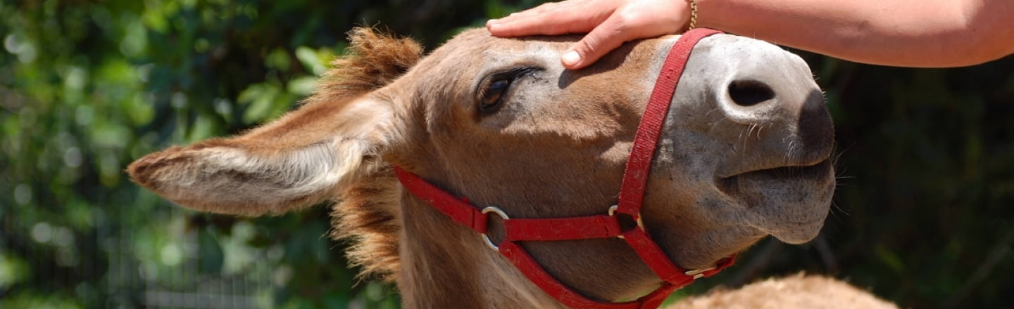 Golden Donkeys Farm, Larnaca