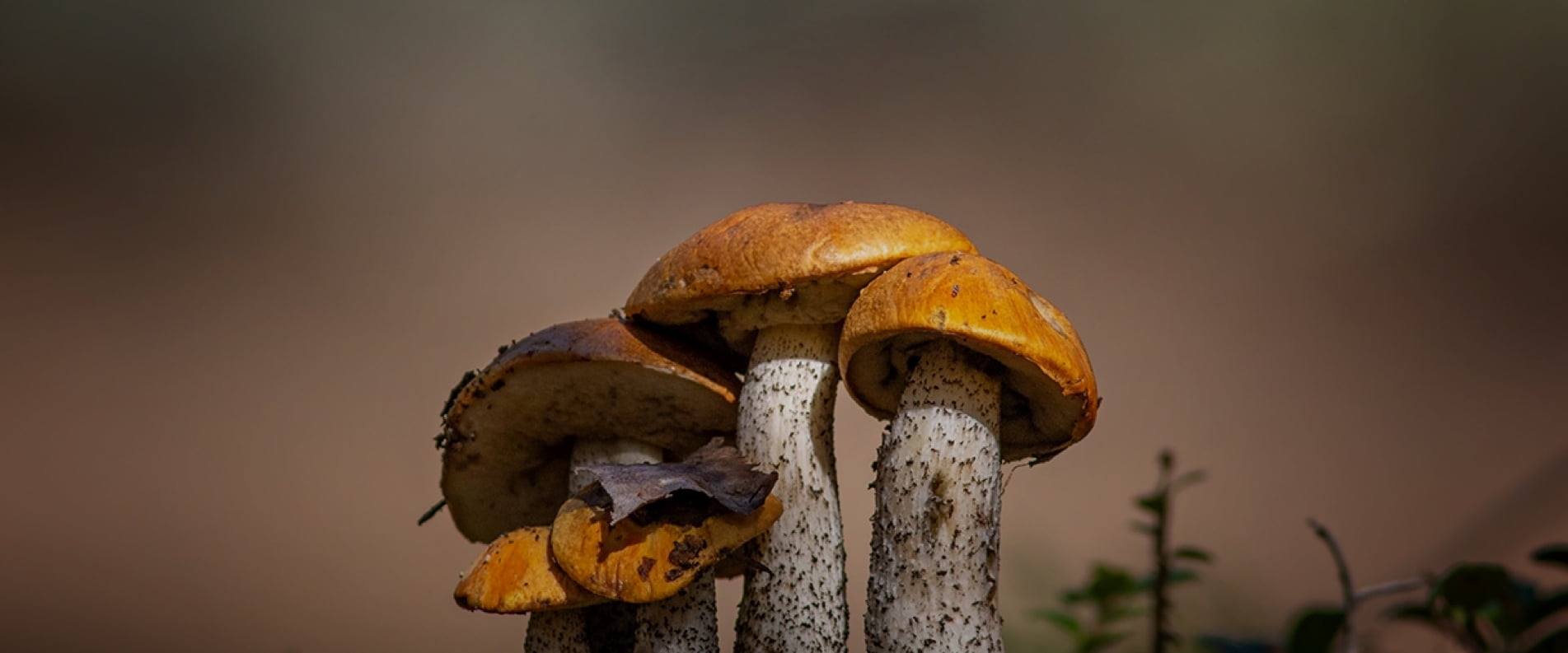 Mushrooms in Cyprus