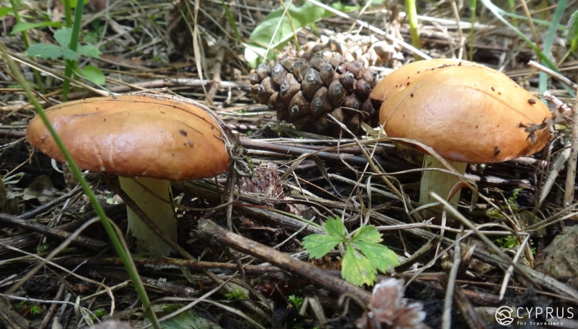 Mushrooms in Cyprus