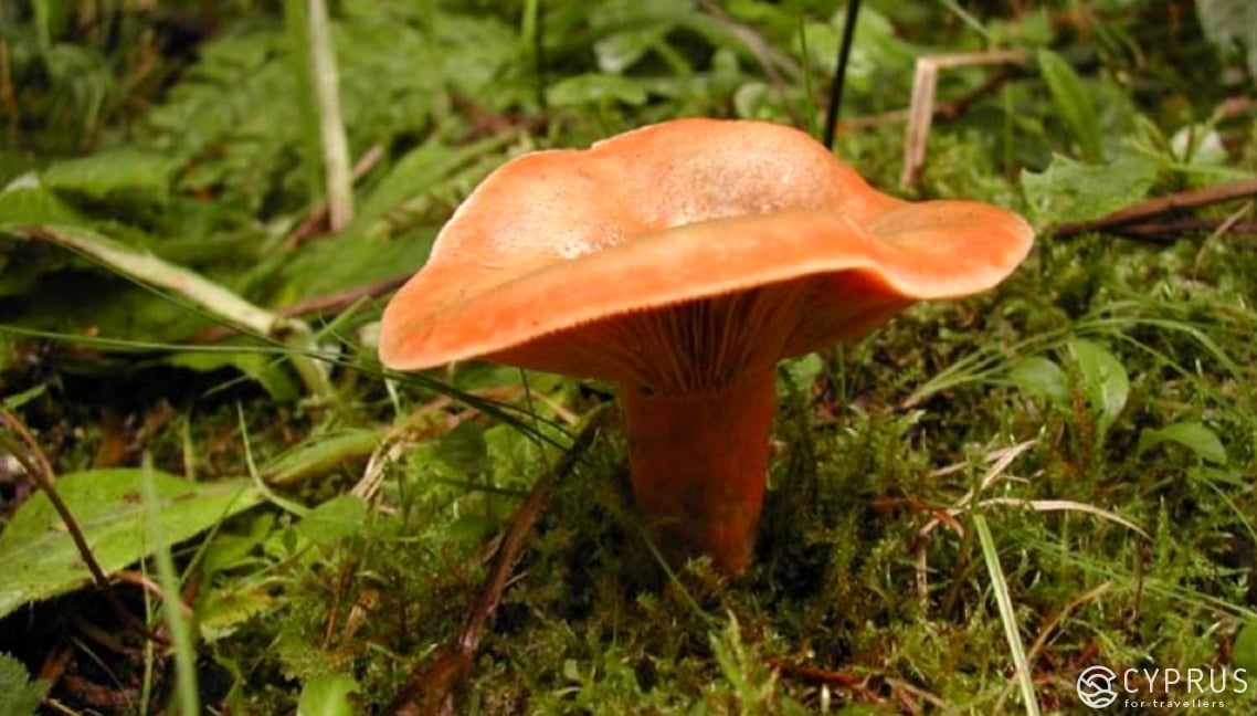 Mushrooms in Cyprus