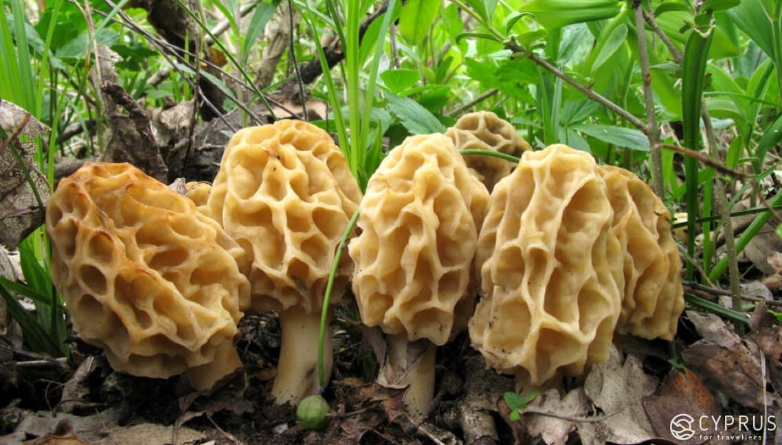 Mushrooms in Cyprus