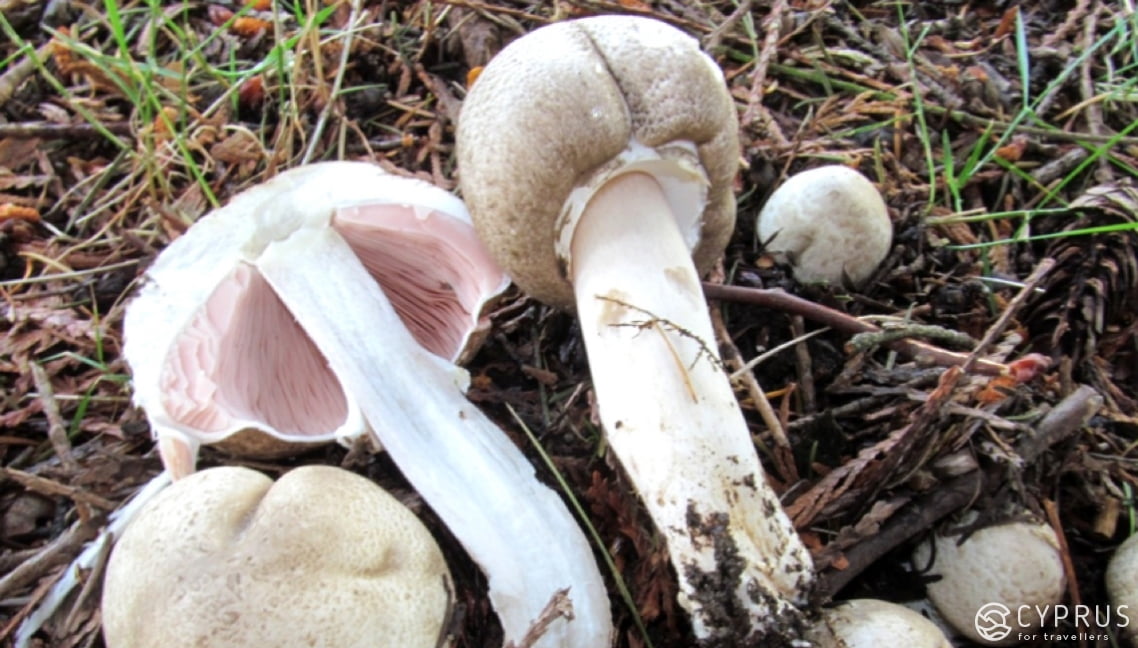 Poisonous Forest Champignon