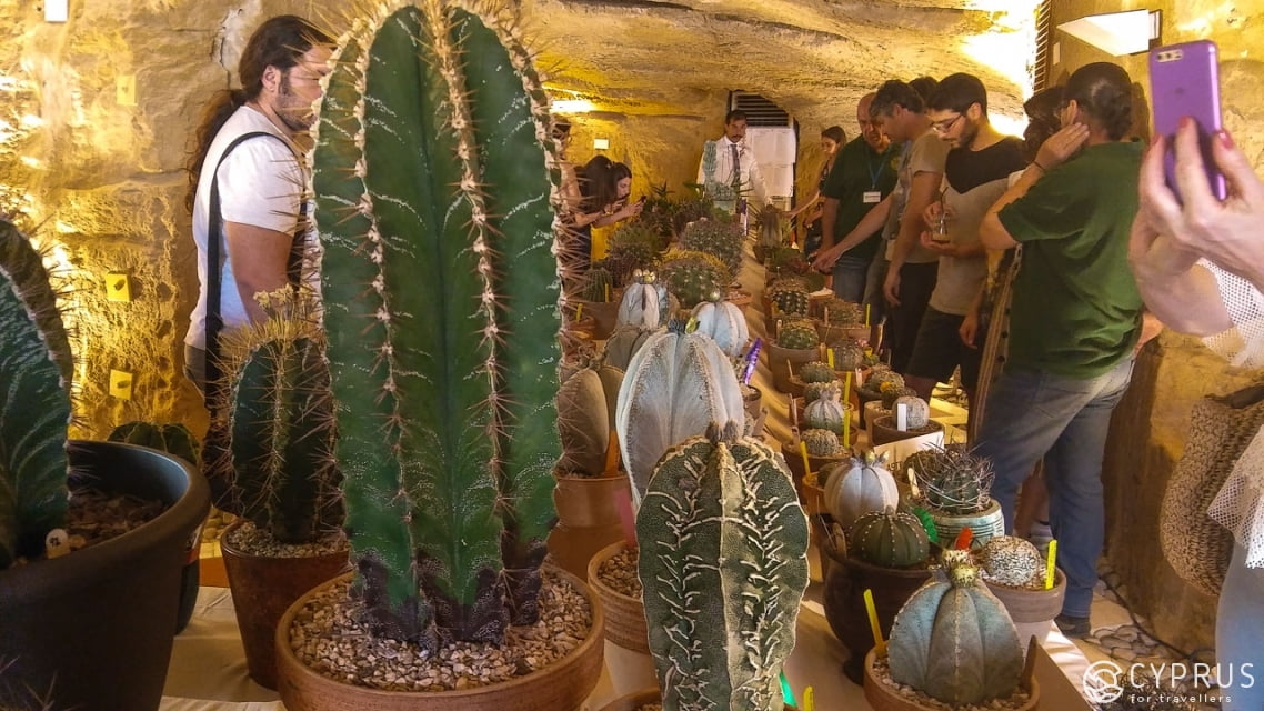 Выставка кактусов и суккулентов общества Cyprus Cactus and Succulent Society (CCSS)