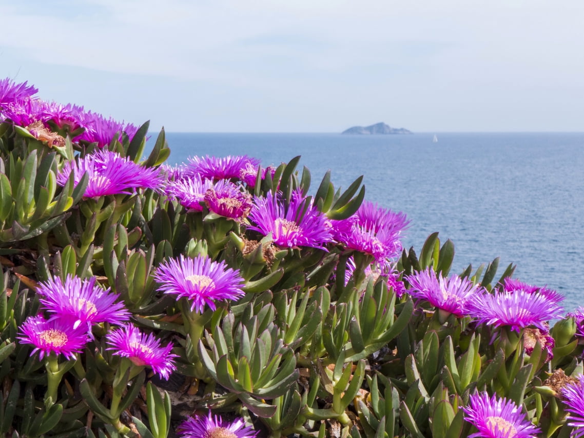 Carpobrotus edulis