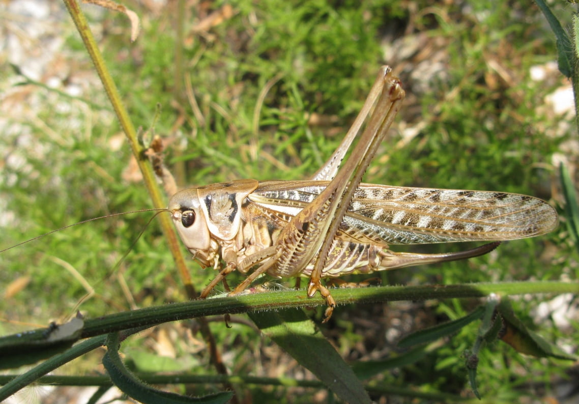 Decticus albifrons