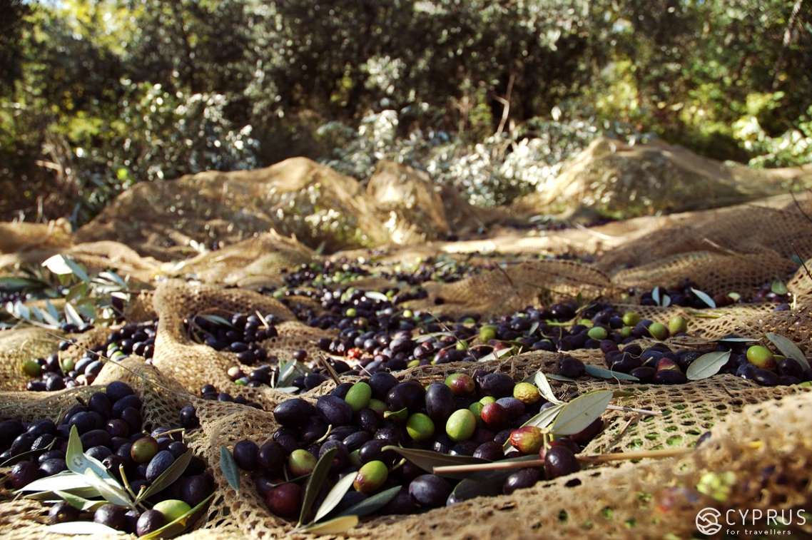 Olive tree, Cyprus