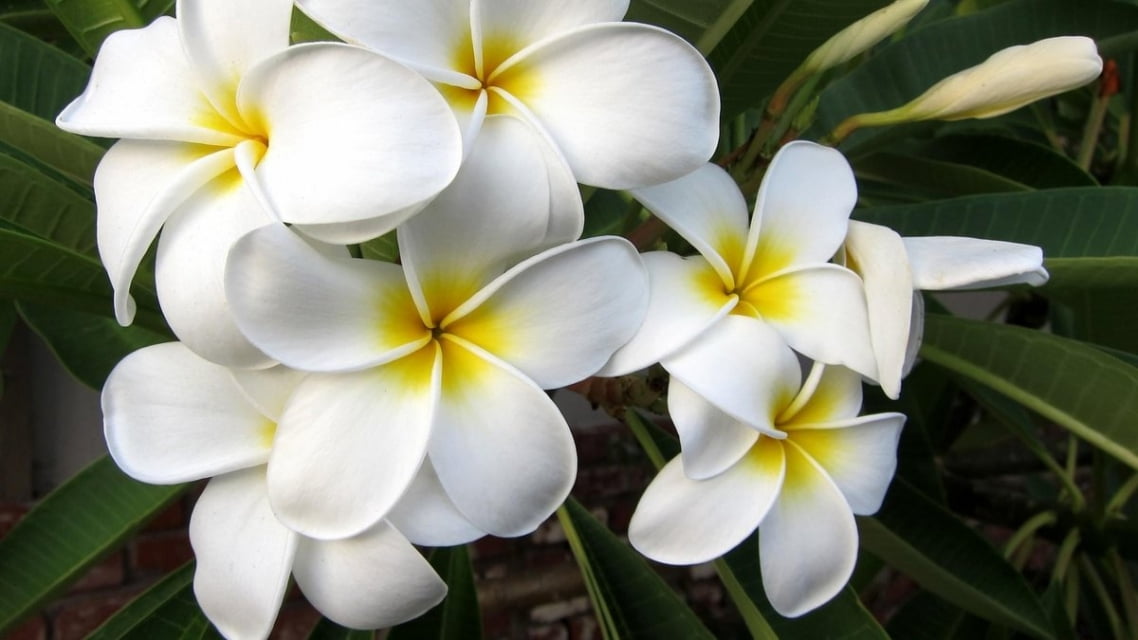 Плюмерия (Plumeria)